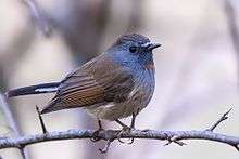 Rufous-gorgeted flycatcher