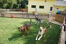 @ Dogs running in the yard at Dog Daycare.