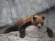 Brown bear, this image resting on a rock, forelimbs hanging over the edge and looking at the camera