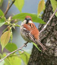 Male perching on a thin bare branch among young leaves