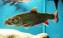 Photo of a trout in an aquarium