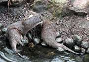 A pair of European otter's grooming each other