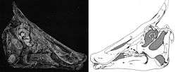 Holotype skull of S. osborni