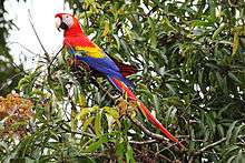 A red parrot with a light-pink face, a white beak, a black jaw, yellow shoulders, and blue wings