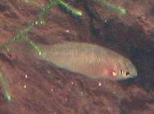 Scarlet badis female