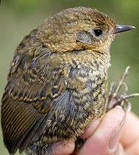 Image showing a juvenile Perijá tapaculo