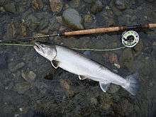 Photo of sea-run Dolly Varden next to fly rod