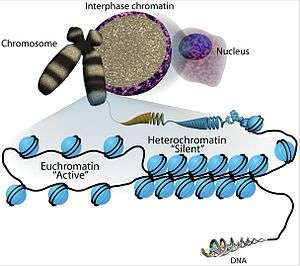  Sha, K. and Boyer, L. A. The chromatin signature of pluripotent cells (May 31, 2009), StemBook, ed. The Stem Cell Research Community, StemBook, doi/10.3824/stembook.1.45.1.