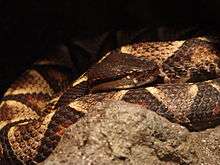 Sharp-Nosed Viper 01.jpg