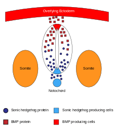 morphogens that pattern the dorsoventral axes of the neural tube