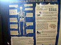 The poster declares "Differences Between Apes and Man" and includes text that aims to support the creationist claim that apes and man are too different to be related.