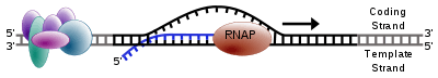 RNA polymerase moving along a stretch of DNA, leaving behind newly synthetized strand of RNA.