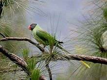 Green parrot with darker wings, blue nape, and dark grey head