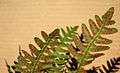 Close up of the underside of a fertile frond of Polypodium virginianum.