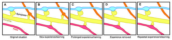 A depiction of spine formation and elimination.