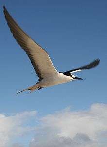 white seabird flying against blue sky