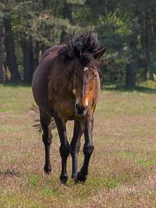 a vigorous bay horse coming towards the camera