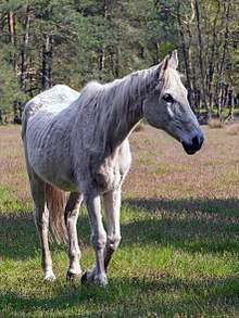 an elderly grey horse