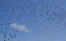 Flock of starlings