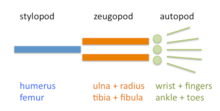 Vertebrate limbs are organized into stylopod, zeugopod, and autopod.