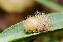 photo of 24-spot ladybird pupa on a leaf