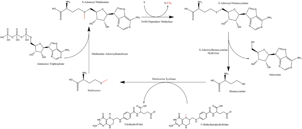 SAM-e Cycle