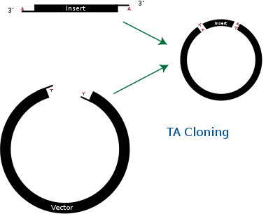 Diagram of TA Cloning.