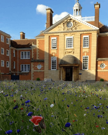 LMH Talbot Hall seen with the wild flower meadow in the Wolfson Quadrangle