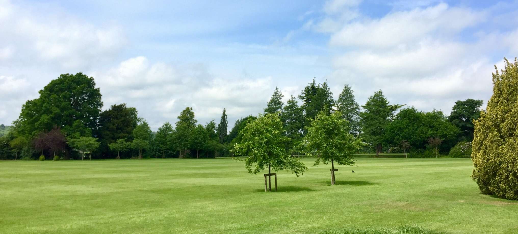  The cricket pitch