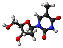 Ball-and-stick model of the thymidine molecule