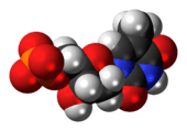 Space-filling model of the thymidine monophosphate molecule as an anion, double negative charge