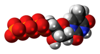 Space-filling model of the thymidine triphosphate molecule, 4- negative charge