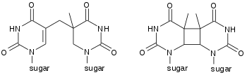 Photodimers