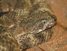 Tiger Rattlesnake 001.jpg