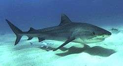 Profile photo of shark, accompanied by remora, swimming just above a sandy seafloor