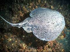 A gray disc-shaped fish with many tiny dark spots, swimming over a bed of sea stars