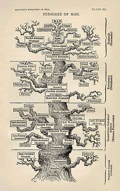 Ernst Haeckel's pedigree of Man family tree from Evolution of Man