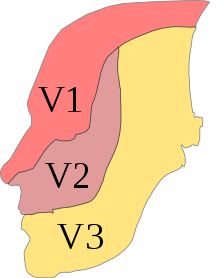 Profile of the head, with the three sub-nerves color-coded