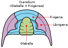 Labeled diagram of major parts of the cephalon