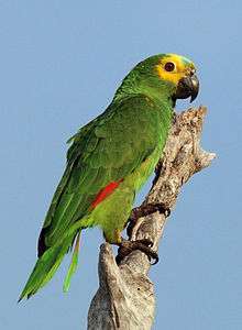 A green parrot with red-tipped wings, a yellow face and forehead, and light-blue marks above the beak