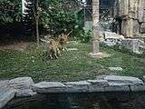 Two tigers encounter one another on a grassy area in a zoo enclosure.