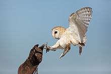 Captive bird landing