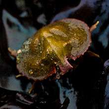 An umbrella crab from the intertidal at Bean Hollow State Beach, Pescadero, CA, USA.