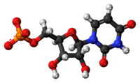 Ball-and-stick model of the UMP molecule as an anion