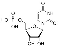 Skeletal formula of UMP