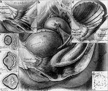 Bladder and urethra musculature