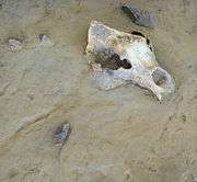 copy of Cave bear fossil from cave floor  ( Musée de Préhistoire, Tautavel)