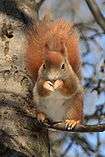 Red squirrel