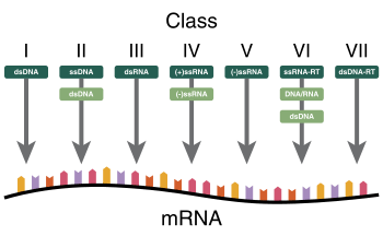 A diagram showing how the Baltimore Classification is based on a virus's DNA or RNA and method of mRNA synthesis