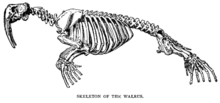 Drawing of walrus skeleton.